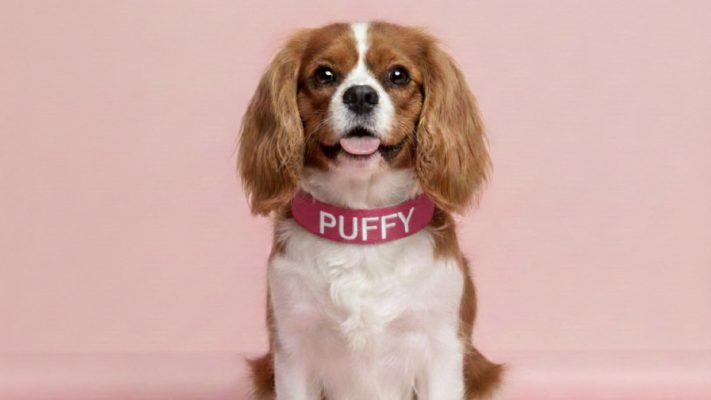Cavalier King Charles Spaniel