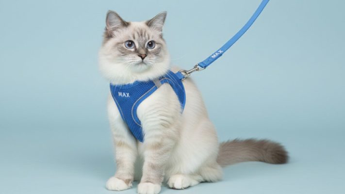 ragdoll kedisi