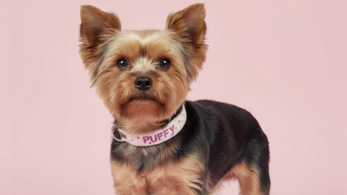 yorkshire terrier sahiplenme