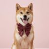 köpek papyonu