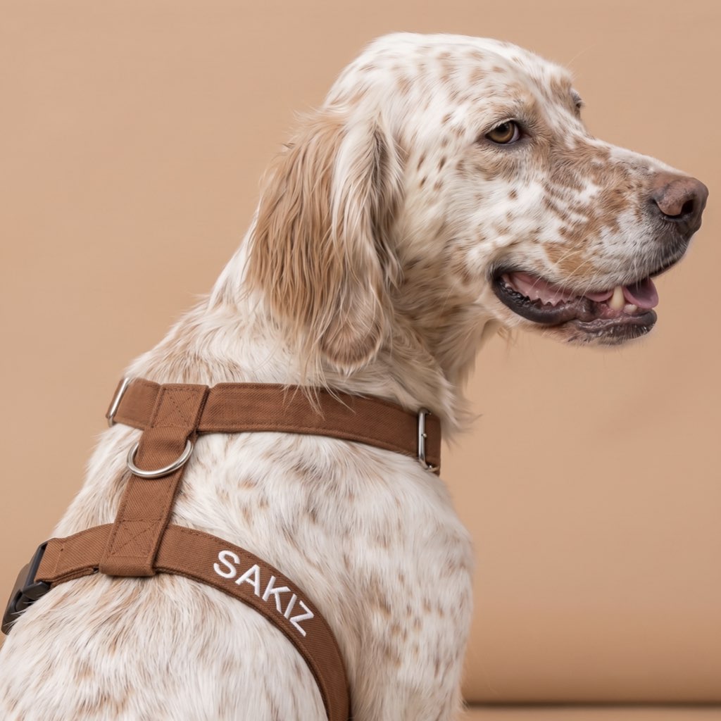 köpek göğüs tasması