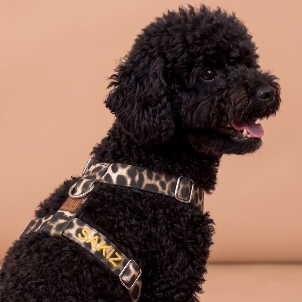 köpek göğüs tasması