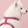köpek göğüs tasması