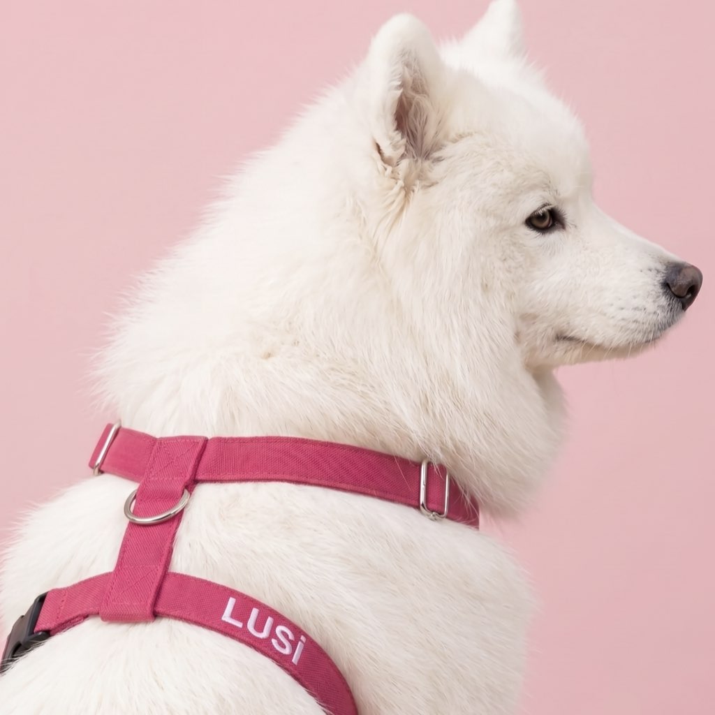 köpek göğüs tasması