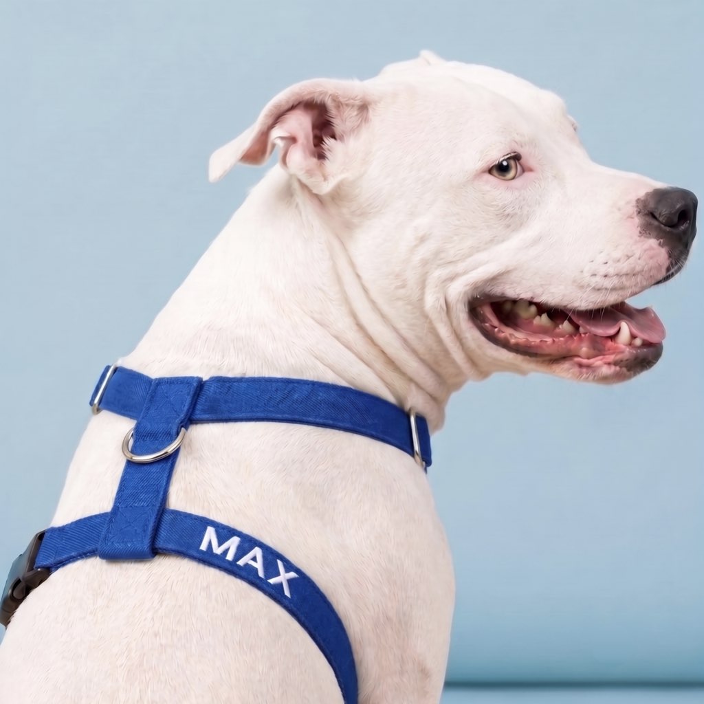 köpek göğüs tasması