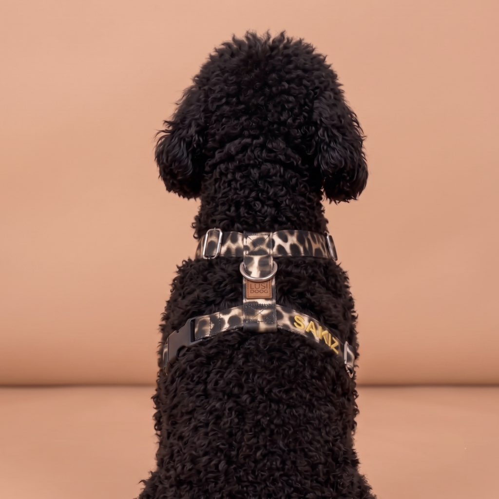 köpek göğüs tasması