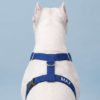 köpek göğüs tasması