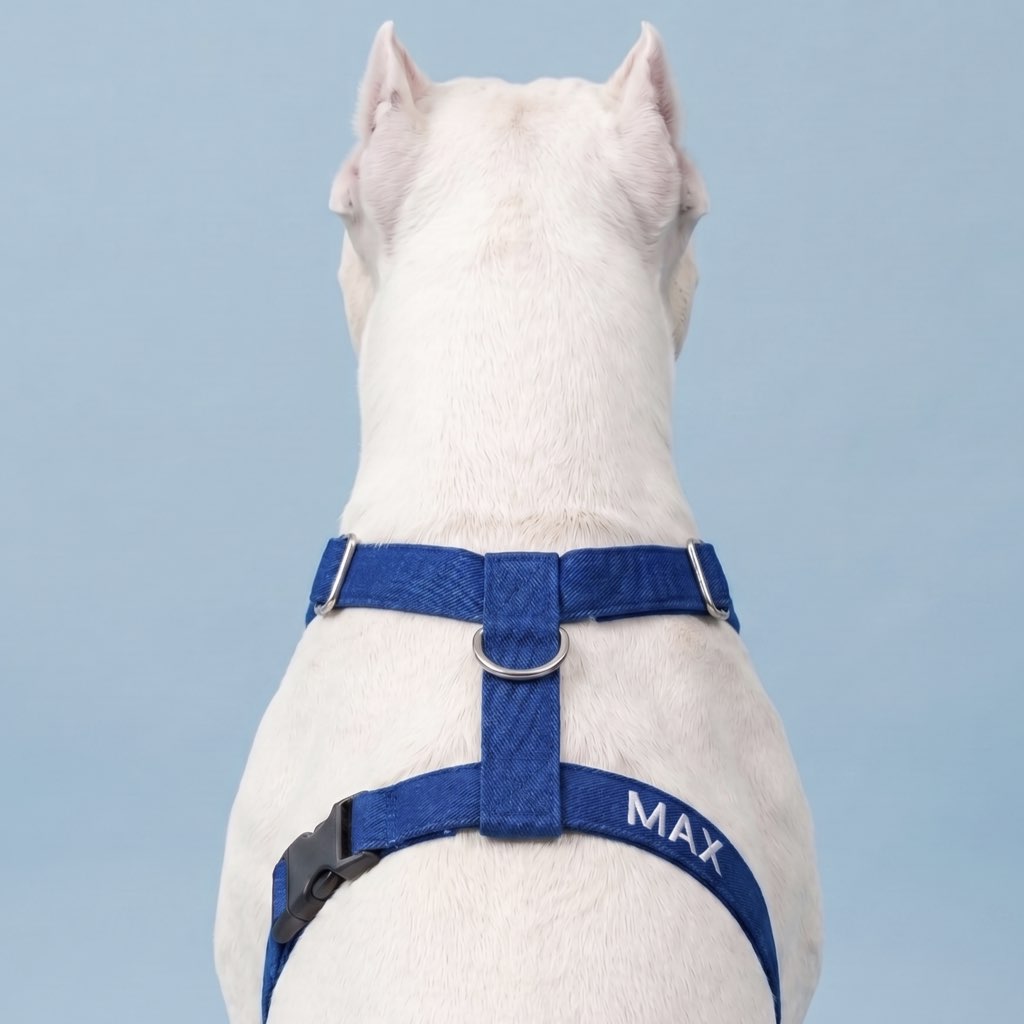 köpek göğüs tasması