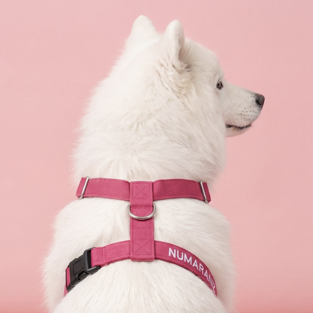 köpek göğüs tasması