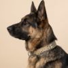 polis köpeği tasması