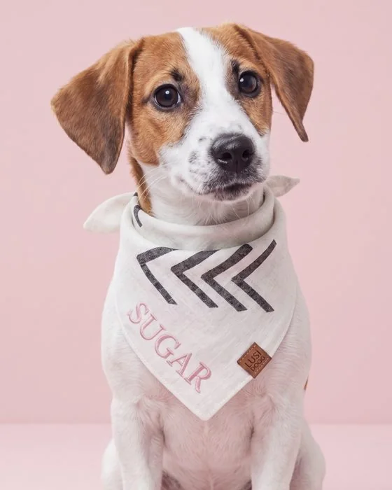 SUGAR yazan beyaz desenli bandana takmış Jack Russell yavrusu