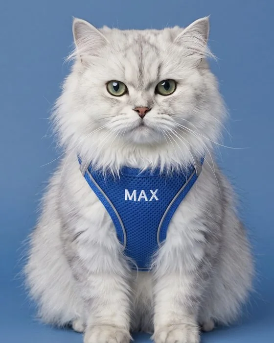 MAX yazan mavi gezdirme tasması takmış beyaz kedi