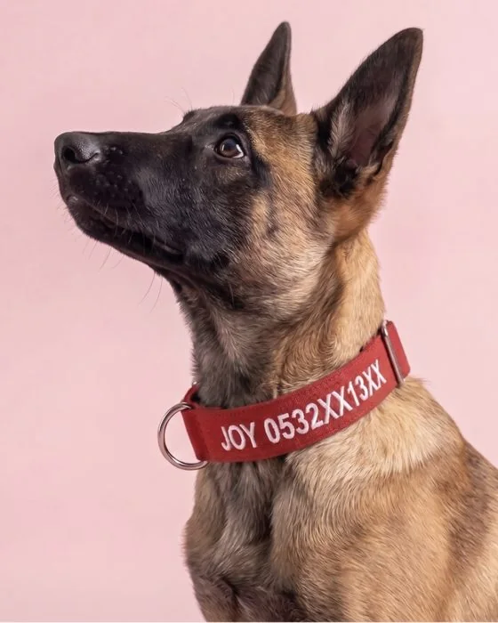 JOY ve telefon numarası yazan kırmızı isimli tasma takmış Malinois
