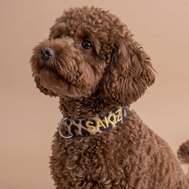 SAKIZ yazan leopar desenli isimli tasma takmış kahverengi Toy Poodle