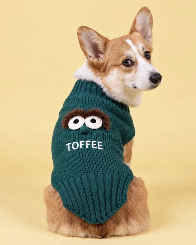 Sırtında TOFFEE yazan yeşil örgü kazak giymiş Corgi