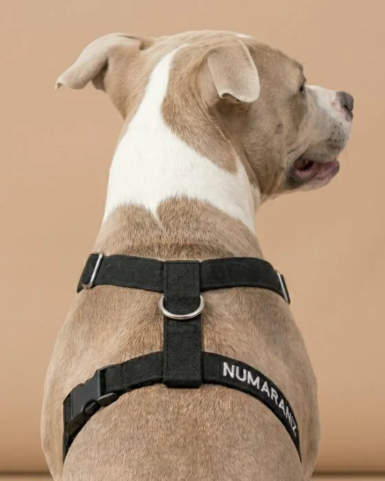 NUMARANIZ yazan siyah göğüs tasması takmış köpek