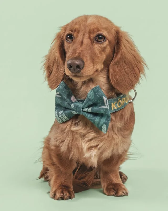 KÖPÜK yazan yeşil desenli papyonlu tasma takmış Dachshund